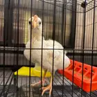 صوص كبر وصار دجاجه