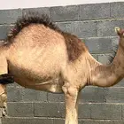نجران الغويلة