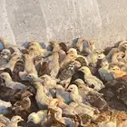صوص فيومي و عربي
