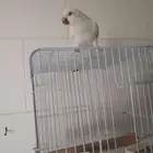 كويكر البينو اليف متكلم هدد داخلي