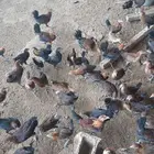 دجاج بلدي