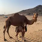 للبيع خلفه حمرا