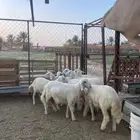 4 خرفان و 4 رخال صفر