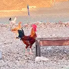 ديك بلدي