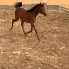 مهره عربيه ورق