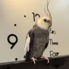 ذكر كروان أليف