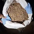 اعلاف