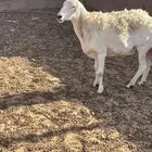 شاه حريه للبيع ديسها سليم اسن موضح في الصوره