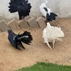 أزواج رقاصي للبيع على السوم