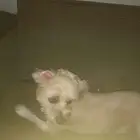 جدة البوادي