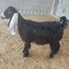 تيوس وجفره