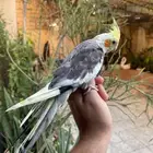 كروان اليف