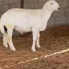 مشروع فحل صنف