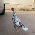تم البيع