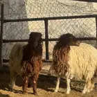 رخال نعيم بلدية