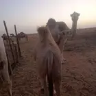 بكره