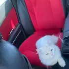 بسه لتبني
