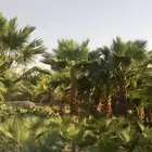 نخل واشنطني