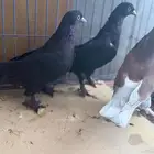 حمام تركي