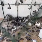 حمام بري للبيع طرح جديد