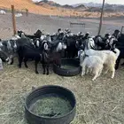 معزاء