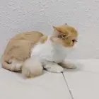 قطة بيرشن بيكي فيس