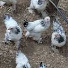 دجاج براهما كلومبي