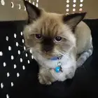 قطة هامالايا للتبني