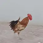 ديك ودجاجتين