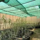 للبيع قرض افريقي مركن 28