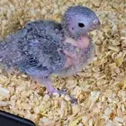 فرخ كنيور غر