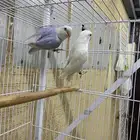 جوز روز منتج