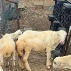 مشروع فحل بلدي فاخر