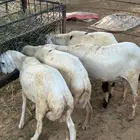 كباشه للبيع