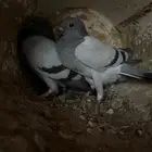 فراخة زاجل