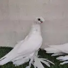 جوز اوزبك