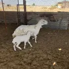 رغوث حريه