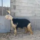 شاه فاخره صنف