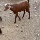 جذع