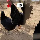 دجاج عربي أسود