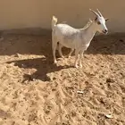 عنزللبيع مضرع لها تقريبا ثلاث شهور ونص من فحل قزم