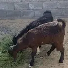 ذبايح للبيع نجران الغويلة