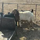 خروف نعيمي