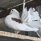 حمام رقاص هولندي