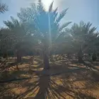 نخل خلاص منتج للبيع عدد 27