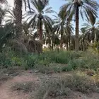 نخل جثايث اطوال مختلفة