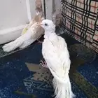 جوز قماري...