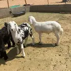 خرفان للبيع