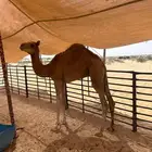 بيع حاشي بالشراكه بالربع او بالثمن