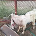 للبيع تيس هولندي